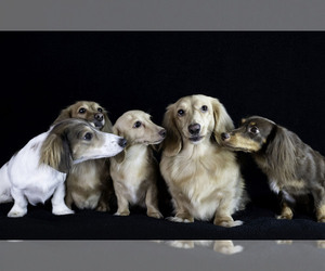 Dachshund Dog Breeder near SAGINAW, TX, USA