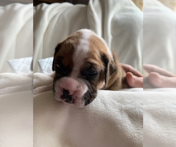 Medium Photo #4  Breeder Profile in FAIRFIELD, CA, USA