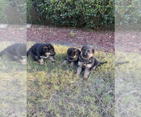 Medium Photo #1  Breeder Profile in KENNESAW, GA, USA