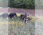 Small breeder photo