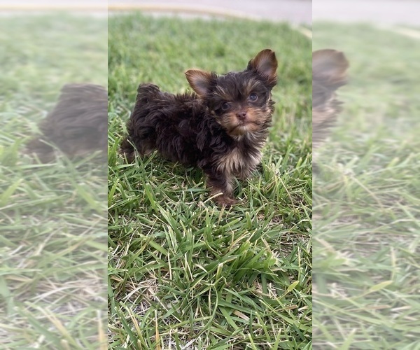 Medium Photo #8  Breeder Profile in CEDAR CITY, UT, USA