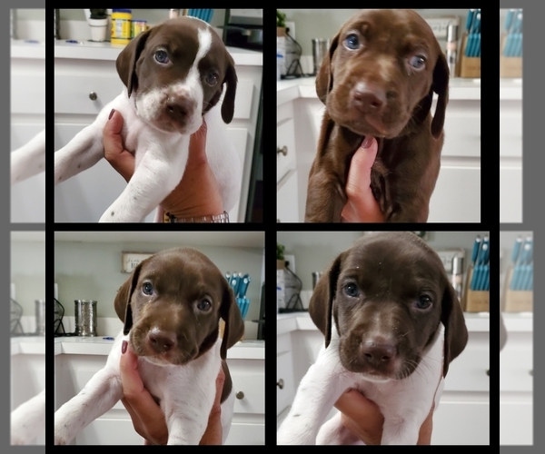 Medium Photo #1  Breeder Profile in LAKELAND, FL, USA