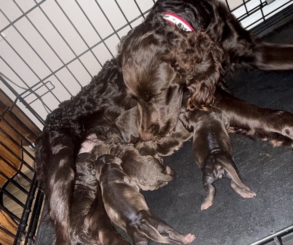 Medium Photo #1  Breeder Profile in GEORGETOWN, SC, USA