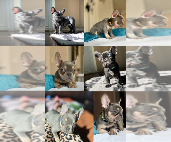 Medium Photo #1  Breeder Profile in MORENO VALLEY, CA, USA