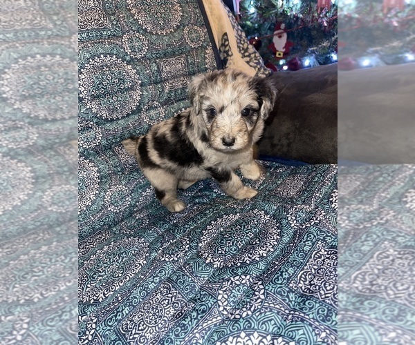Medium Photo #15  Breeder Profile in MUNFORDVILLE, KY, USA