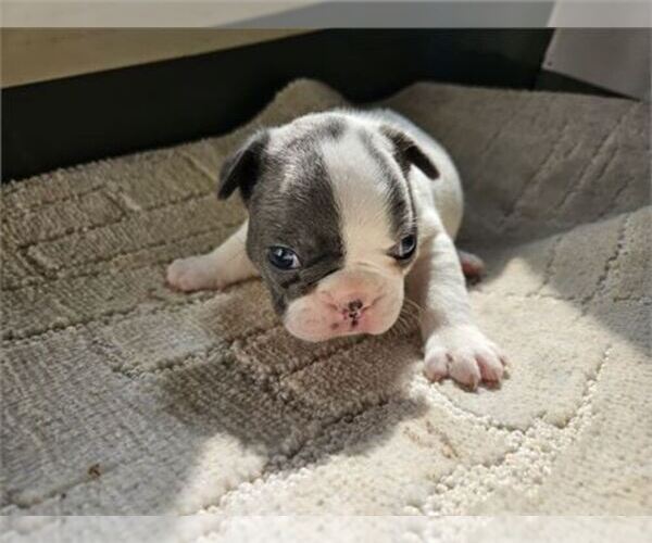 Medium Photo #25  Breeder Profile in WEST PALM BEACH, FL, USA