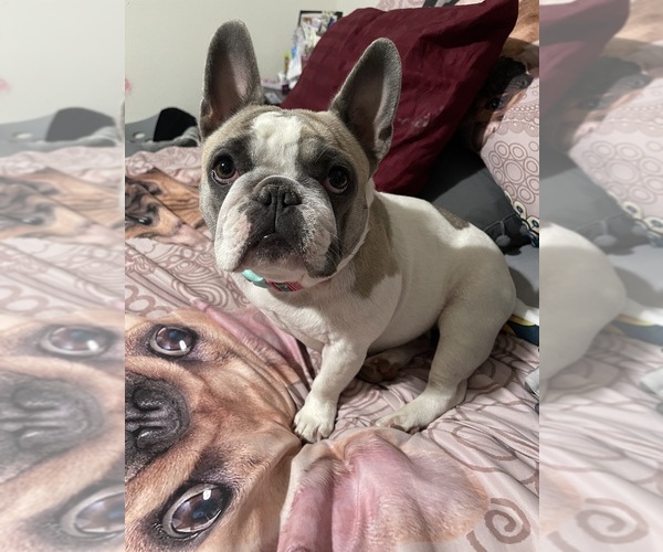 Medium Photo #5  Breeder Profile in RENO, NV, USA