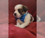 Small #144 Breeder Profile image