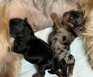 Medium Breeder Profile Photo