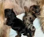 Small breeder photo