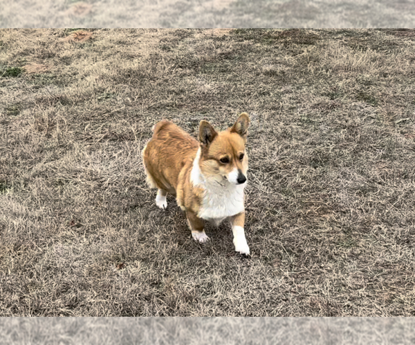 Medium Photo #4  Breeder Profile in AMES, OK, USA
