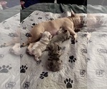 Small #28 Breeder Profile image