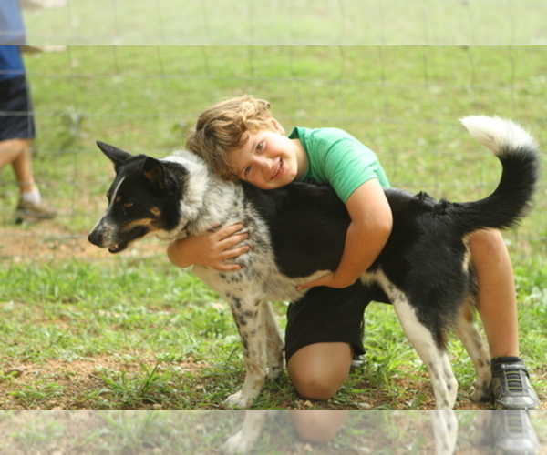 Medium Photo #1  Breeder Profile in FRANKLIN, TN, USA