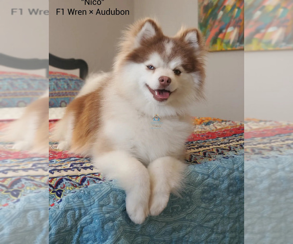 Medium Photo #20  Breeder Profile in BURNS TOWNSHIP, MN, USA