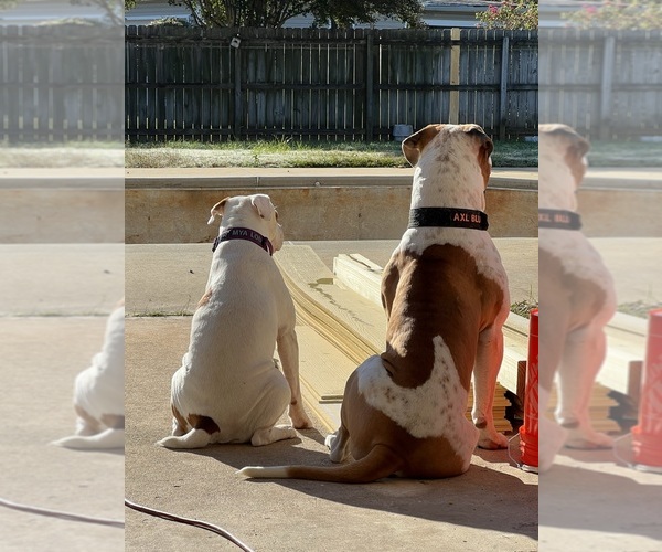 Medium Photo #1  Breeder Profile in BONAIRE, GA, USA