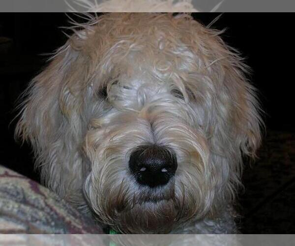 Medium Photo #1  Breeder Profile in STANTON, MI, USA