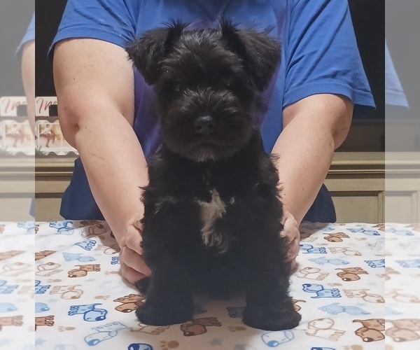 Medium Photo #12  Breeder Profile in O FALLON, IL, USA
