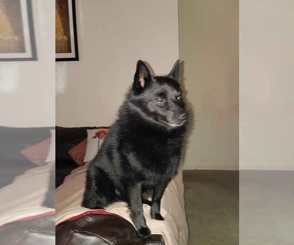 Medium Photo #1  Breeder Profile in ASHEVILLE, NC, USA
