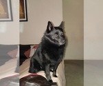 Small breeder photo