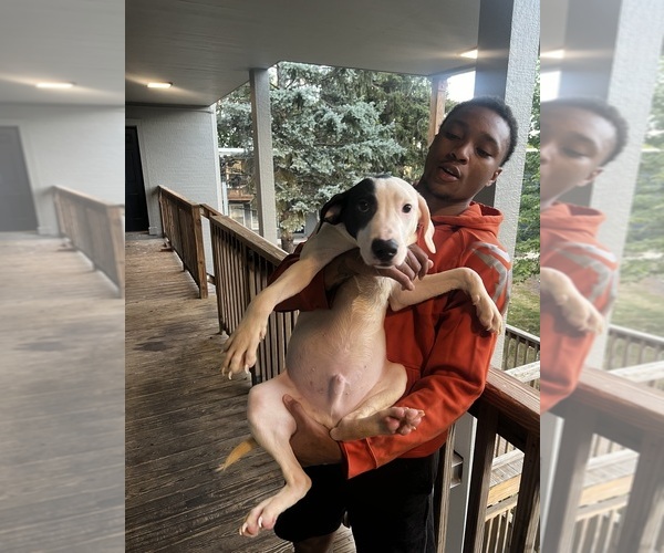 Medium Photo #1  Breeder Profile in GLEN ELLYN, IL, USA