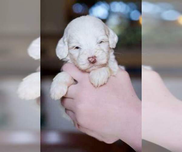 Medium Photo #1  Breeder Profile in FLORENCE, OR, USA