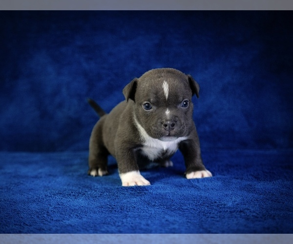 Medium Photo #8  Breeder Profile in ATLANTA, GA, USA