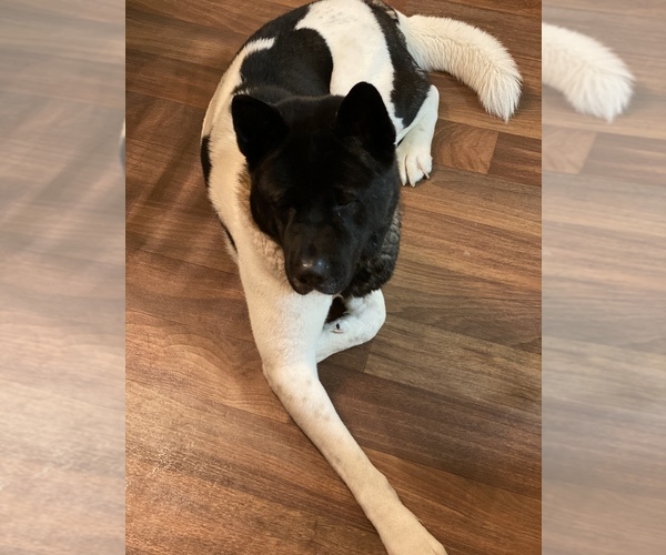 Medium Photo #13  Breeder Profile in LOUISVILLE, KY, USA