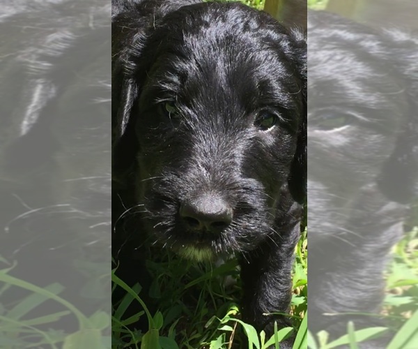 Medium Photo #55  Breeder Profile in LAKE GEORGE, NY, USA