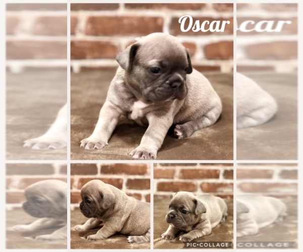 Medium Photo #1  Breeder Profile in MANLIUS, NY, USA