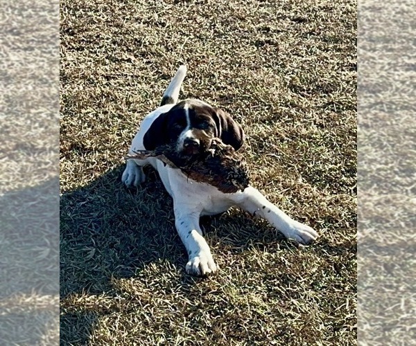 Medium Photo #19  Breeder Profile in LEXINGTON, SC, USA