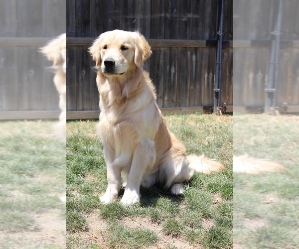 Medium Photo #1  Breeder Profile in LEMOORE, CA, USA