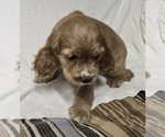 Small #20 Breeder Profile image