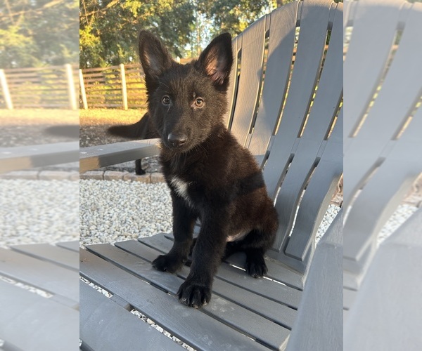 Medium Photo #1  Breeder Profile in NEW SMYRNA BEACH, FL, USA