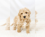 Small #15 Breeder Profile image