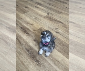 Schnauzer (Miniature) Dog Breeder near CLERMONT, FL, USA