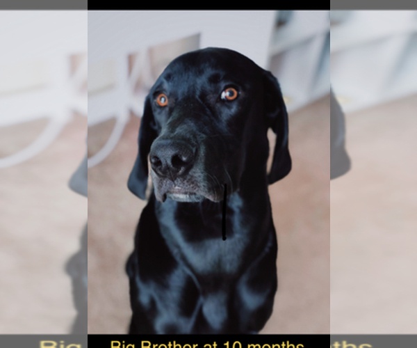 View Breeder Profile Goldmaraner Dog Breeder near VALDOSTA