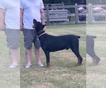 Small #8 Breeder Profile image