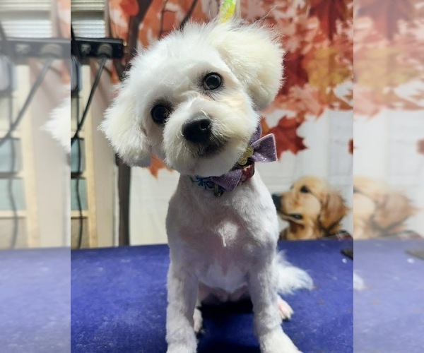 Medium Photo #14  Breeder Profile in PICKFORD, MI, USA