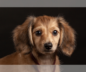 Dachshund Dog Breeder in CROWLEY,  USA