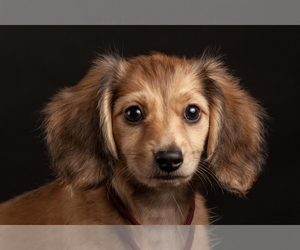 Dachshund Dog Breeder near CROWLEY, TX, USA