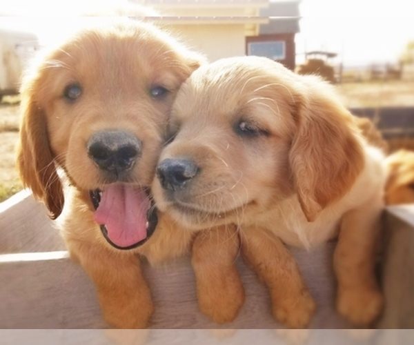 Medium Photo #1  Breeder Profile in EMMETT, ID, USA