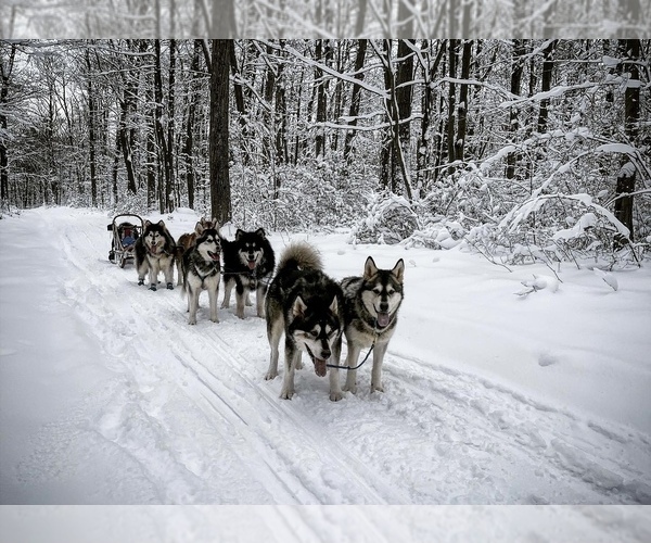 Medium Photo #147  Breeder Profile in FREDERICK, MD, USA