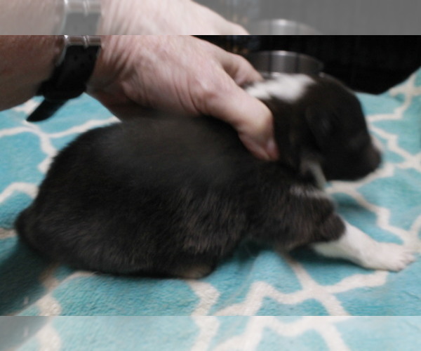 Medium Photo #8  Breeder Profile in BAINBRIDGE, NY, USA