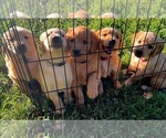 Small breeder photo