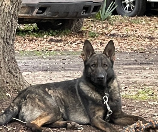 Medium Photo #1  Breeder Profile in RAYVILLE, LA, USA