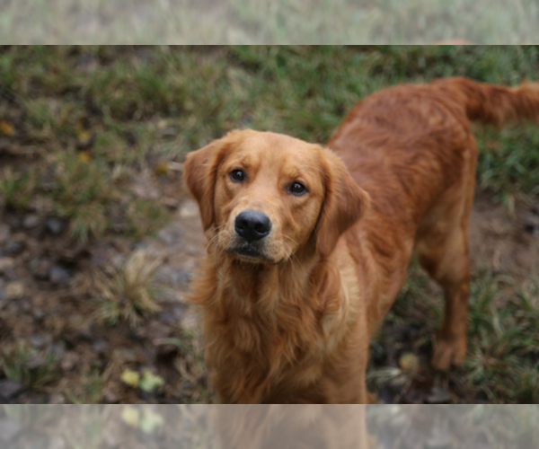 View Breeder Profile: Golden Retriever Dog Breeder near ...