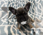 Small #4 Breeder Profile image