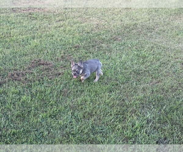 Medium Photo #11  Breeder Profile in LONGVIEW, TX, USA