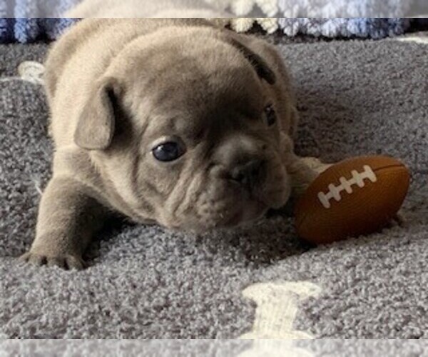 Medium Photo #1  Breeder Profile in SPANISH SPGS, NV, USA