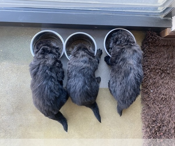 Medium Photo #91  Breeder Profile in PINON HILLS, CA, USA